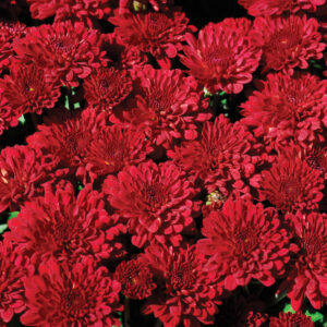 Chrysanthemum (Garden Mum) Red Ryder Red 2 Pack