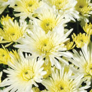 Chrysanthemum (Garden Mum) Starburst White 2 Pack