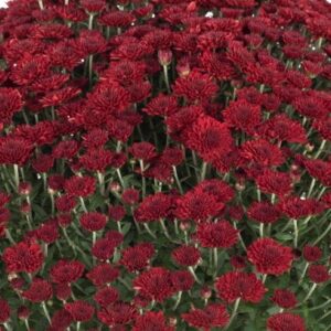 Chrysanthemum (Garden Mum) Selena Red 2 Pack