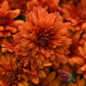Chrysanthemum (Garden Mum) Sweet Potato Orange 2 Pack