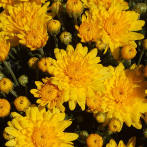 Chrysanthemum (Garden Mum) Sundance Yellow 2 Pack