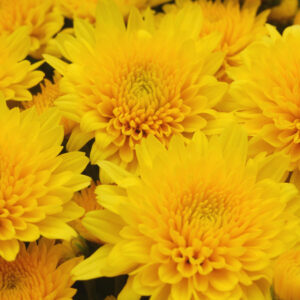 Chrysanthemum (Garden Mum) Yellow Tang 2 Pack