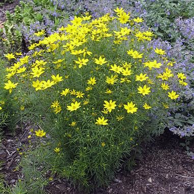 Coreopsis verticillata 'Zagreb'