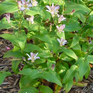 Tricyrtis x 'Tojen'