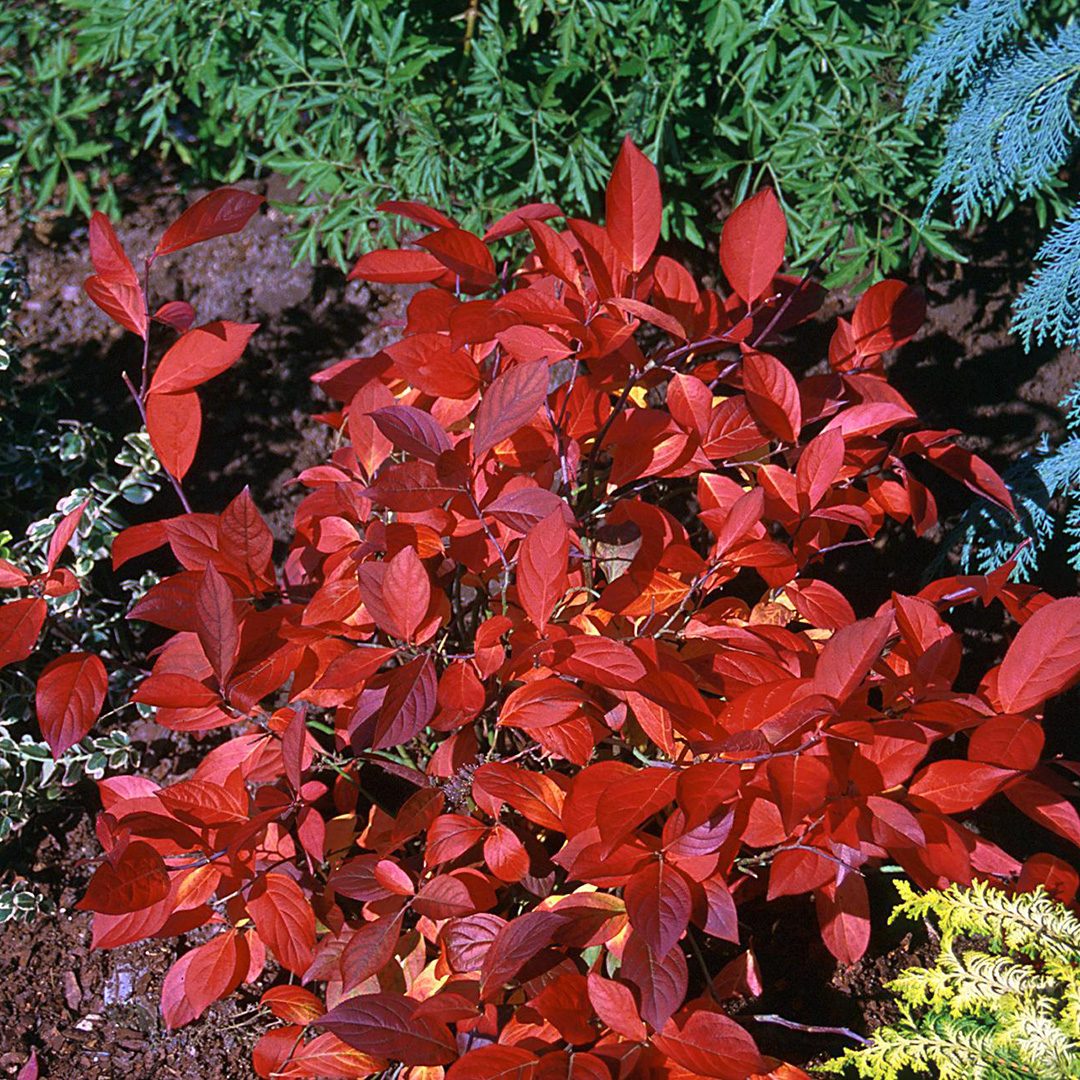 Itea virginica 'Sprich