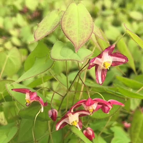 Epimedium X rubrum - 10 Tray
