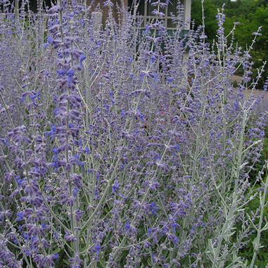 Perovskia atriplicifolia 'Little Spire'