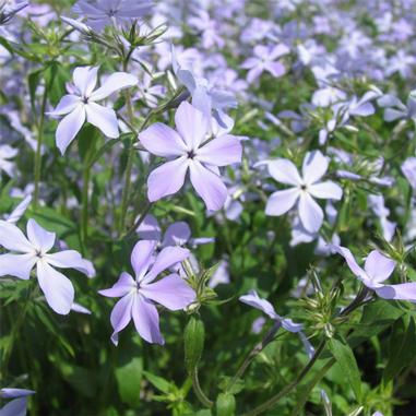 Phlox divaricata ssp. laphamii