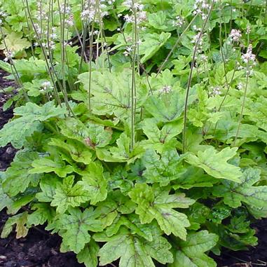 Tiarella 'Elizabeth Oliver'