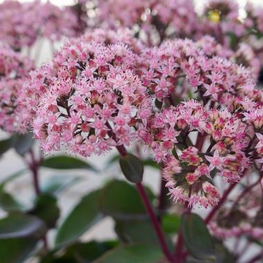 Sedum 'Matrona'