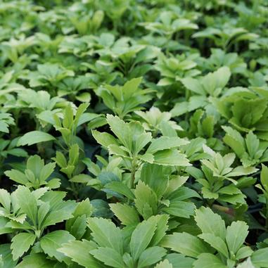 Pachysandra terminalis 'Green Carpet'