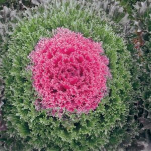Ornamental Kale - Glamour Red