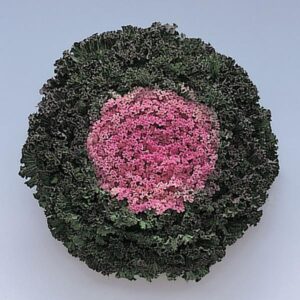 Ornamental Kale - Kamome Pink