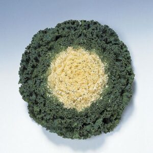 Ornamental Kale - Kamome White