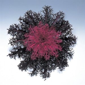 Ornamental Kale - Peacock Red