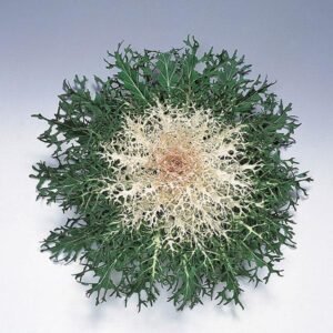 Ornamental Kale - Peacock White