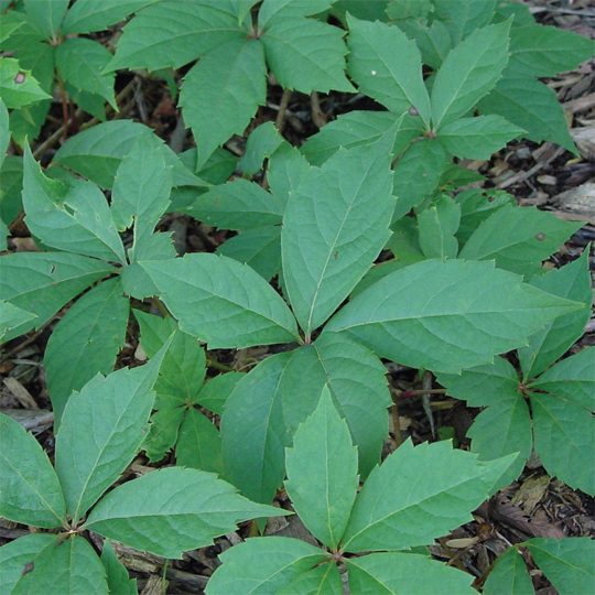 Parthenocissus quinquefolia