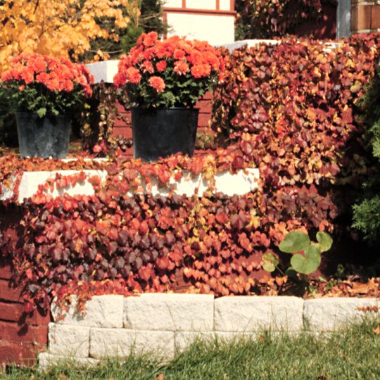 Parthenocissus tricuspidata