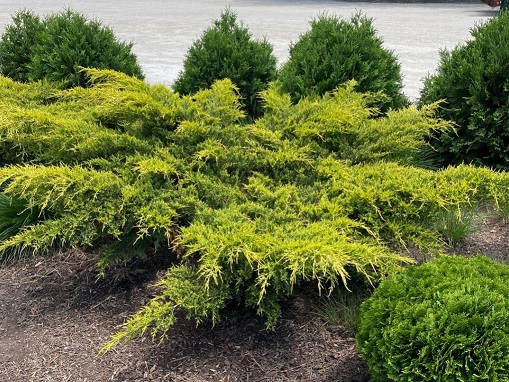 Juniperus chinensis 'Gold Lace'