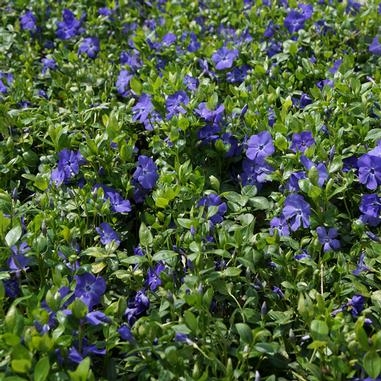 Vinca minor 'Bowles Variety' ('La Grave')