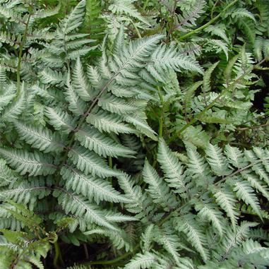 Athyrium niponicum 'Pictum'