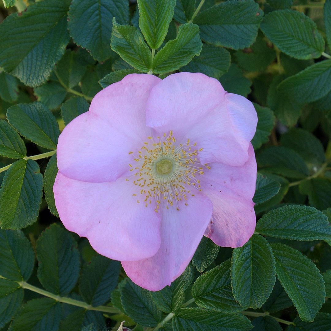 Rosa rugosa 'Frau Dagmar Hastrup'
