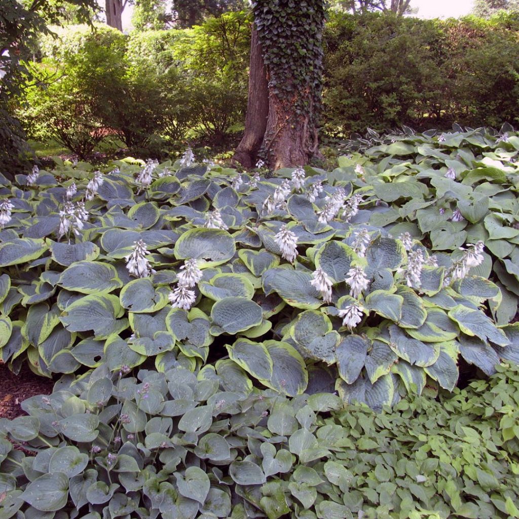 Hosta 'Frances Williams'