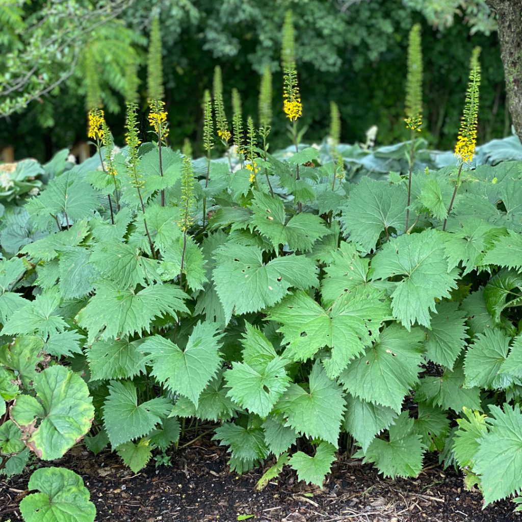 Ligularia stenocephala 'The Rocket'