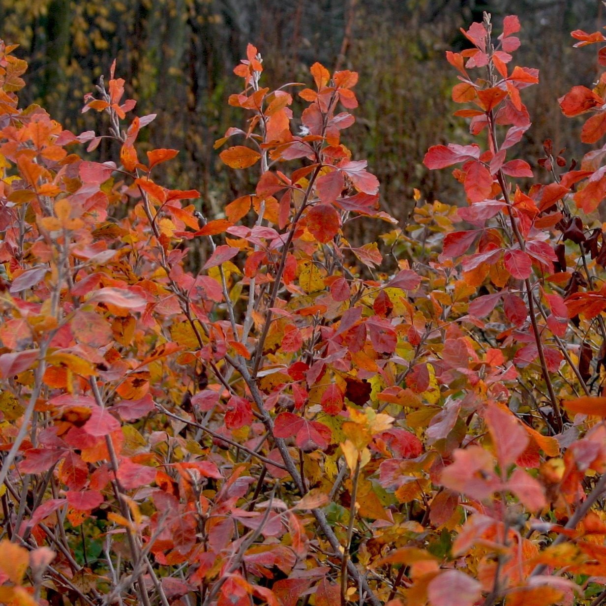 Rhus aromactica 'Gro-Low'