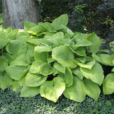 Hosta 'Sum and Substance'