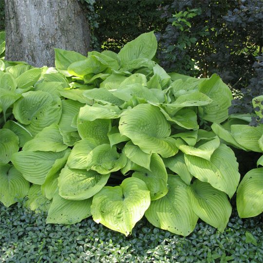 Hosta 'Sum and Substance'