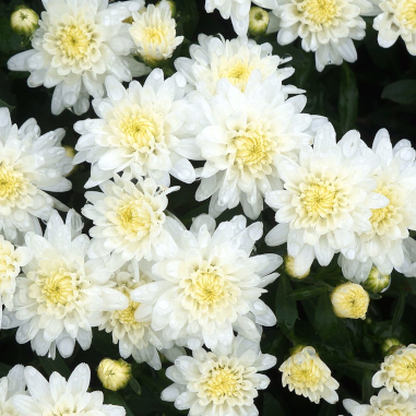 Chrysanthemum White