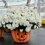 Chrysanthemum (Garden Mum) - Mumkin White