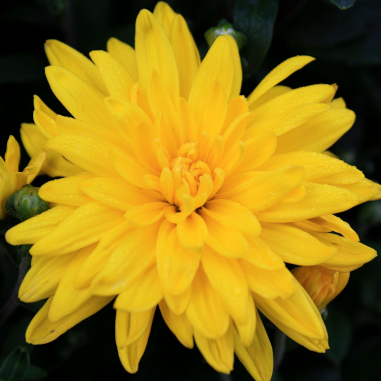 Chrysanthemum Yellow