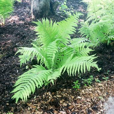 Matteuccia struthiopteris