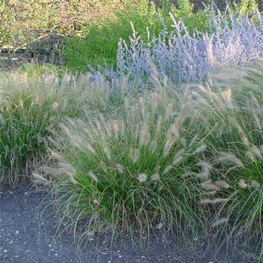 Pennisetum alopecuroides