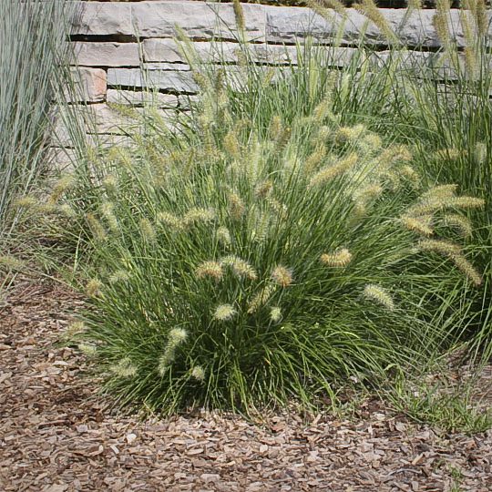 Pennisetum alopecuroides 'Hameln'