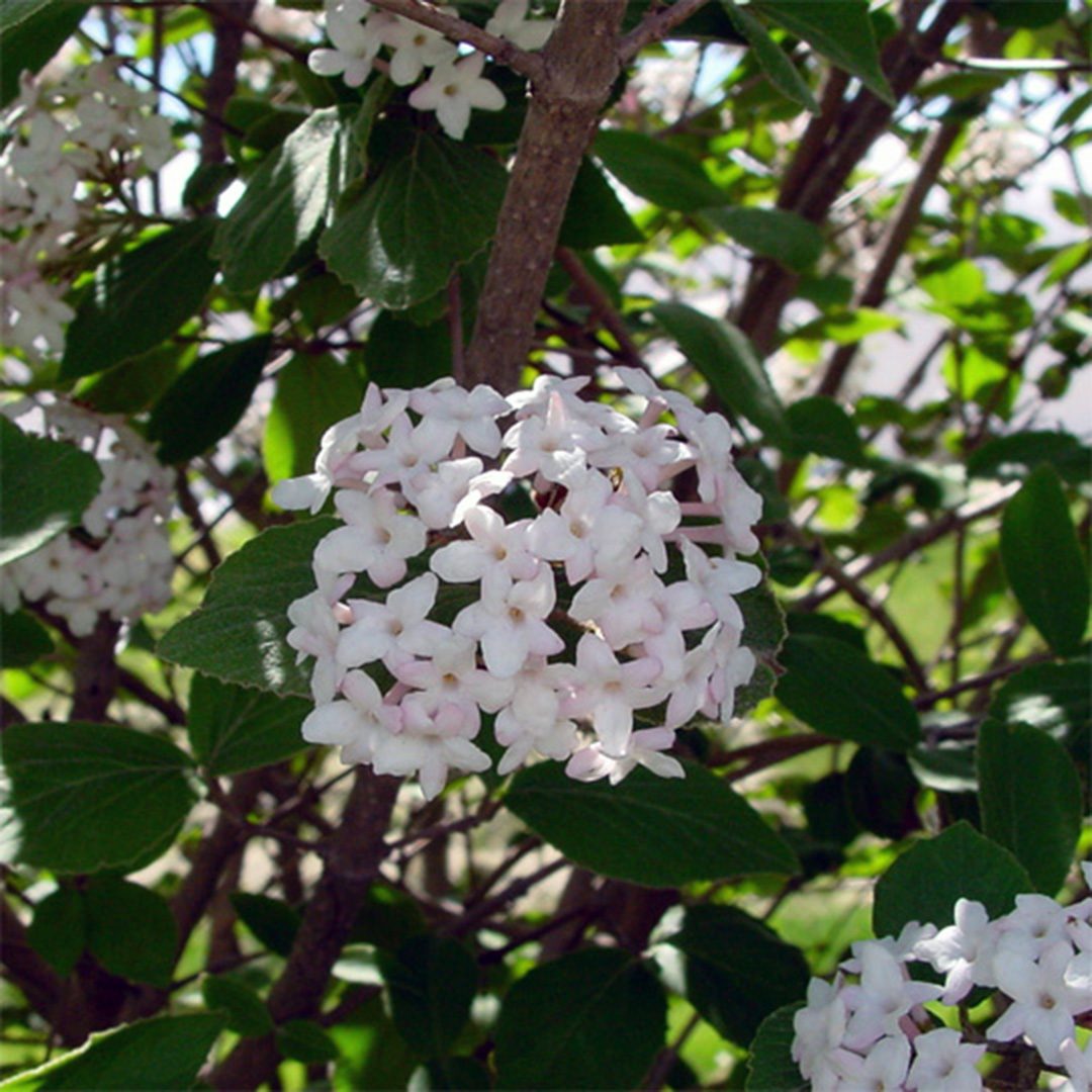 Viburnum x juddii