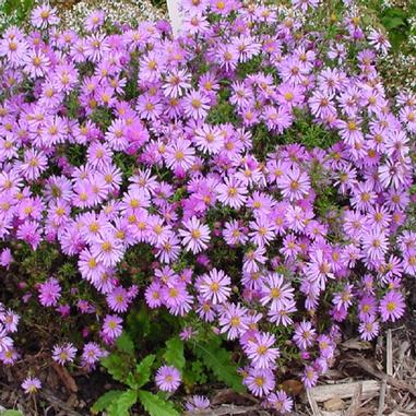 Symphyotrichum 'Wood's Pink'