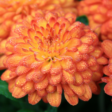 Chrysanthemum Bronze