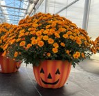 Chrysanthemum (Garden Mum) - Mumkin Bronze Chrysanthemum (Garden Mum) - Mumkin Bronze