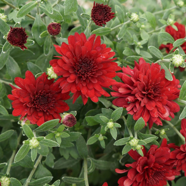Chrysanthemum Red