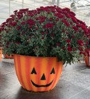 Chrysanthemum (Garden Mum) - Mumkin Red Chrysanthemum (Garden Mum) - Mumkin Red