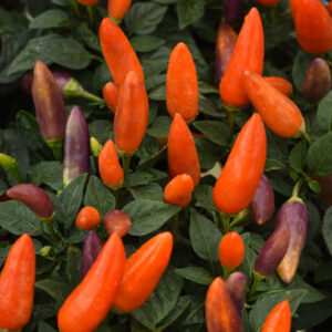 Ornamental Pepper - Acapulco XP Multi Orange