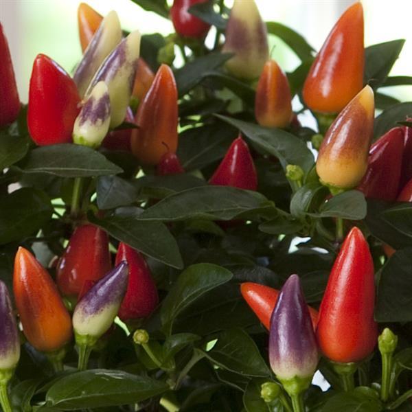 Ornamental Pepper - Acapulco XP Multi Red