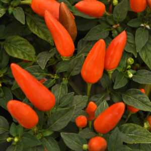 Ornamental Pepper - Acapulco XP Dark Orange