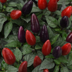 Ornamental Pepper - Acapulco XP Purple