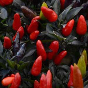 Ornamental Pepper - Midnight Fire