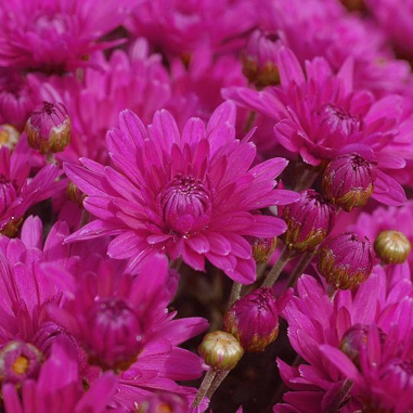 Chrysanthemum Purple