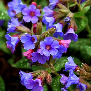 Pulmonaria 'Trevi Fountain'